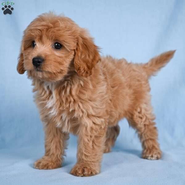 Lilly, Cavapoo Puppy